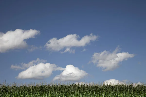 Vista Del Campo Grano Concetto Agricoltura — Foto Stock