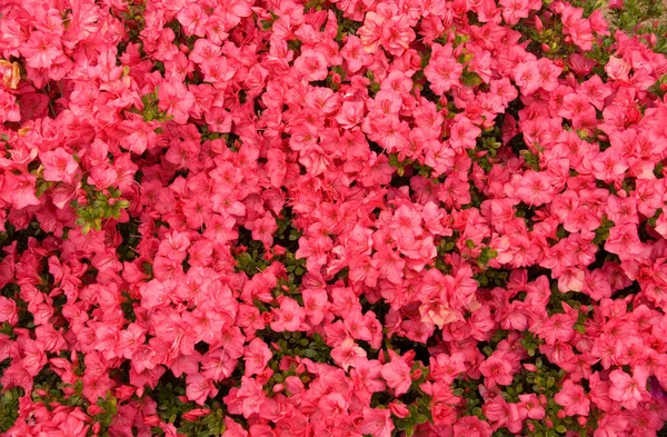 Egy Karume Azalea Teljes Tavaszi Virág — Stock Fotó