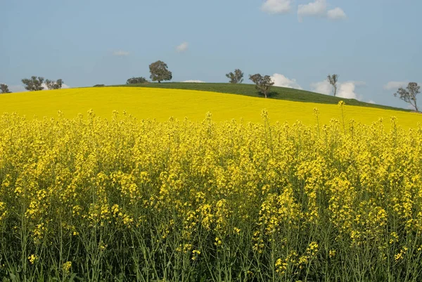 オーストラリア ニューサウスウェールズ州クタムンドラ近くの満開の春の花でカノーラの作物 — ストック写真