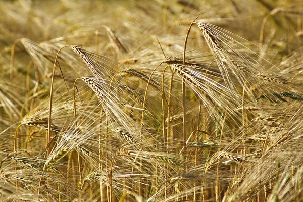 Vista Del Campo Maíz Concepto Agricultura — Foto de Stock