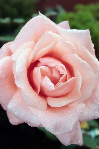 Primo Piano Una Bella Rosa Rossa — Foto Stock