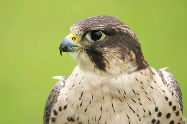 Schilderachtig Uitzicht Prachtige Slechtvalk Natuur — Stockfoto