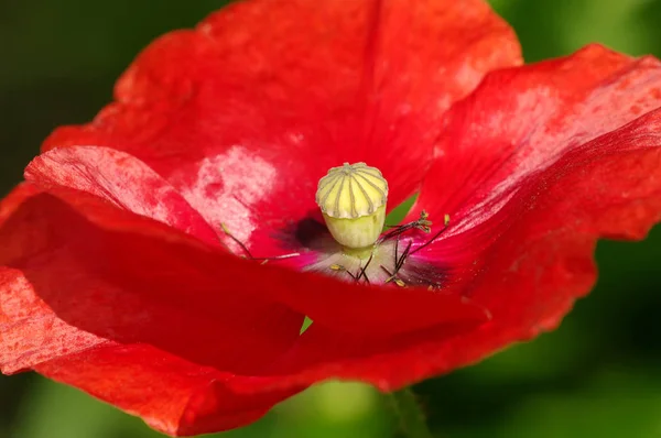 Vista Cerca Hermosas Flores Amapola Silvestre — Foto de Stock