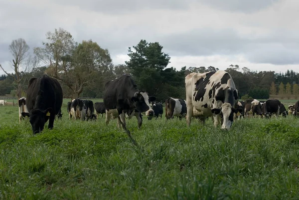 Vacas Friesianas Pastando Campo Verde Exuberante Perto Moss Vale Nova — Fotografia de Stock