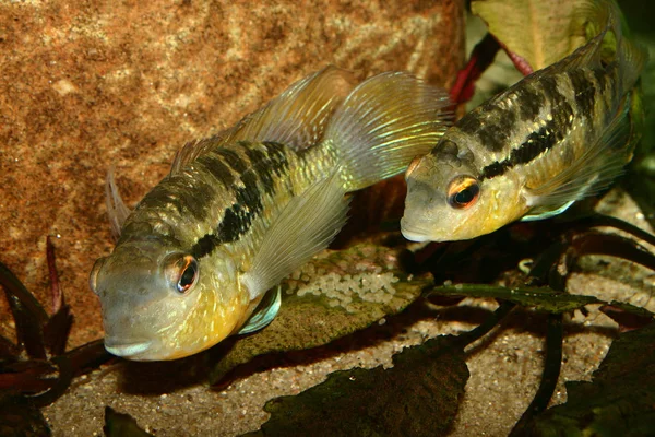 Bolivia Cichlid Burjuquina Spec Couple Pondant Leurs Œufs — Photo