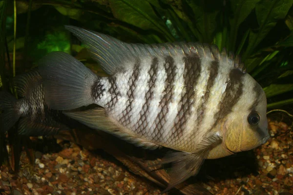 Blackspot Cichlid Cryptoheros Spilurus Αρσενικό Στη Φωλιά — Φωτογραφία Αρχείου