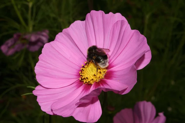 Bruine Hommel Bombus Terrestris Bloesem Van Een Tuin Bloem — Stockfoto