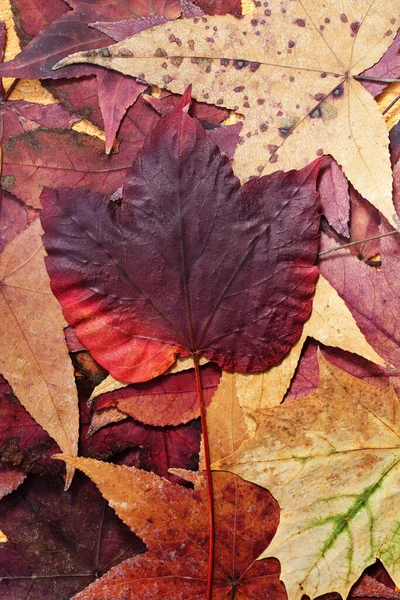 Herbst Blätter Herbst Jahreszeit Flora Laub — Stockfoto