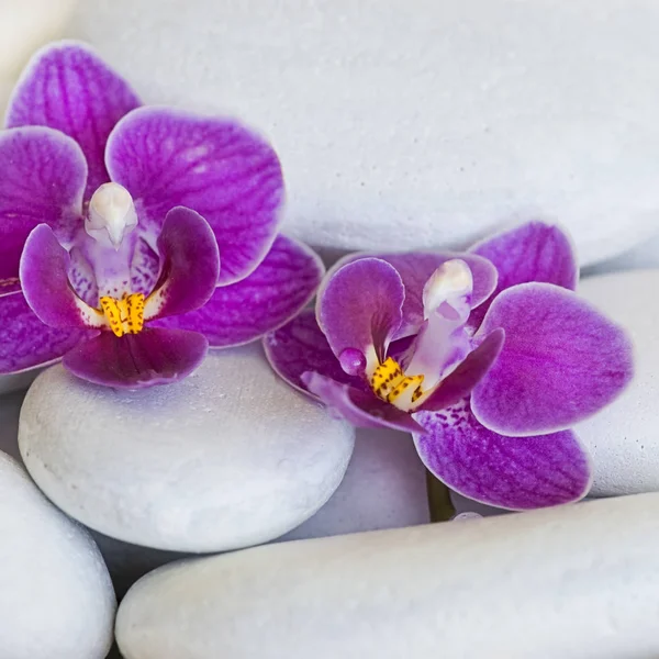 Mooie Orchidee Bloem Decoratieve Plant — Stockfoto
