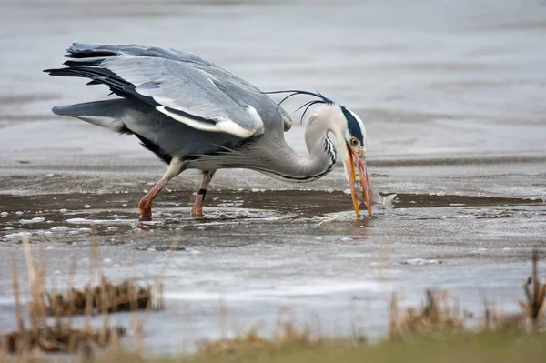 Aussichtsreiche Aussicht Auf Schöne Vögel Der Natur — Stockfoto