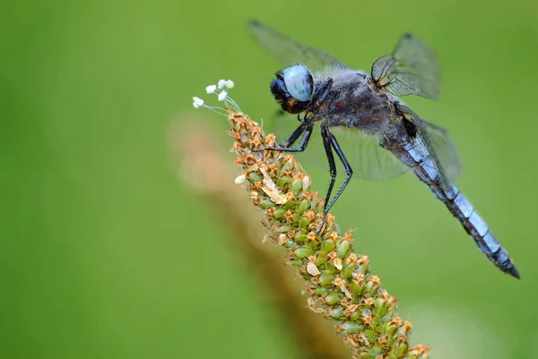Macro Papillon Bleu Profil Sur Gazon Fond Vert — Photo