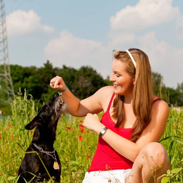 Frau Spielt Mit Hund Auf Einer Wiese — Stockfoto