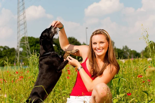 Mulher Brincando Com Seu Cão Prado — Fotografia de Stock