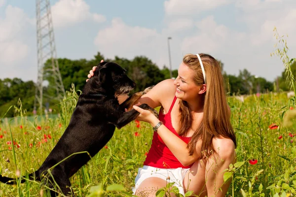 Frau Spielt Mit Hund Auf Einer Wiese — Stockfoto