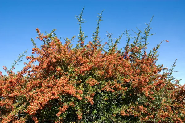 Buisson Pyracantha Chargé Baies — Photo