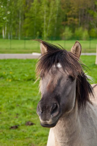 野生の自然でかわいい馬 — ストック写真