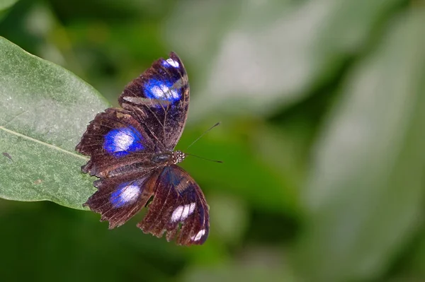 Ein Großartiges Bild Eines Hübschen Schmetterlings Auf Einem Grünen Blatt — Stockfoto