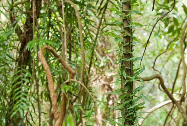 Большой Образ Красоты Тропических Лесов — стоковое фото