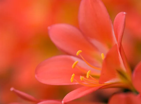 Excellente Fleur Orange Rouge Avec Dof Extrêmement Peu Profond — Photo