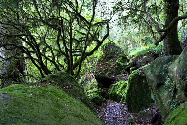 Mech Skały Drzewa Oxley Światowego Dziedzictwa Rainforest Porostów Stary Człowiek — Zdjęcie stockowe