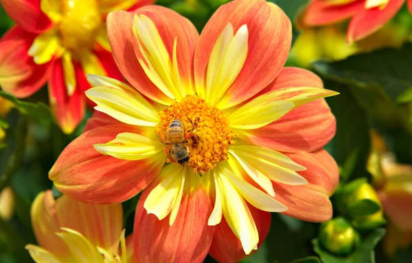 蜜蜂从色彩艳丽的大花中采集花粉 — 图库照片