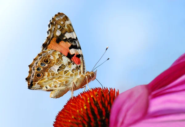 서식지에서 나비를 가까이 야생의 — 스톡 사진