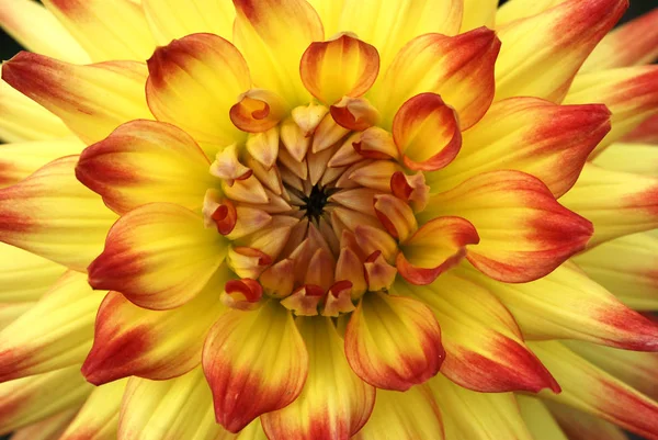 Zblízka Pohled Krásné Kvetoucí Dahlia — Stock fotografie