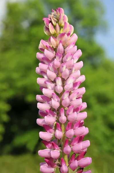 Encerramento Flor Rosa Lupin — Fotografia de Stock