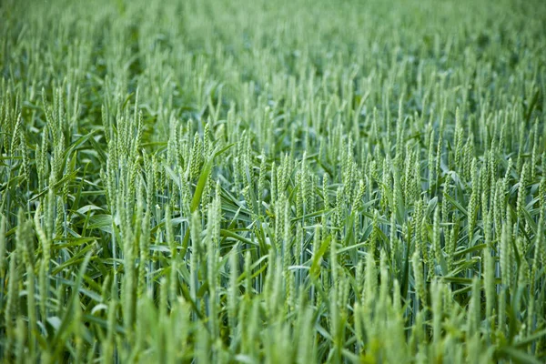 Pšeničné Pole Venkově Zemědělská Zemědělská Půda — Stock fotografie
