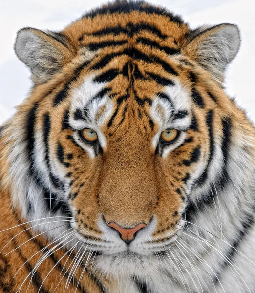 Közelről Portré Egy Gyönyörű Szibériai Tigris — Stock Fotó