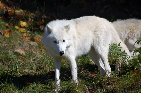 Lobo Ártico Majestuoso Bosque Otoño —  Fotos de Stock