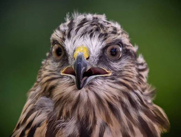 Detailní Portrét Red Tailed Hawk — Stock fotografie