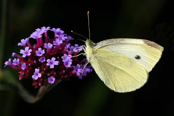 Gesehen Und Fotografiert Bei Der Landesgartenschau Villingen Schwenningen — Stockfoto