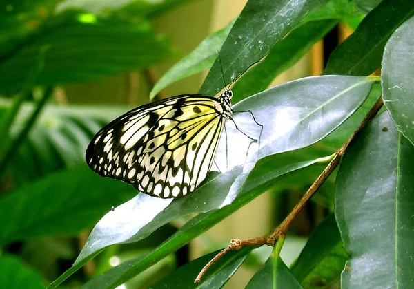 美丽多彩的蝴蝶特写 — 图库照片