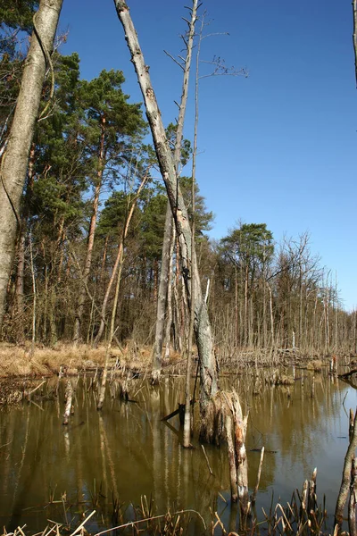 Água Árvores Mortas Uma Lagoa Represada Por Castores Início Primavera — Fotografia de Stock