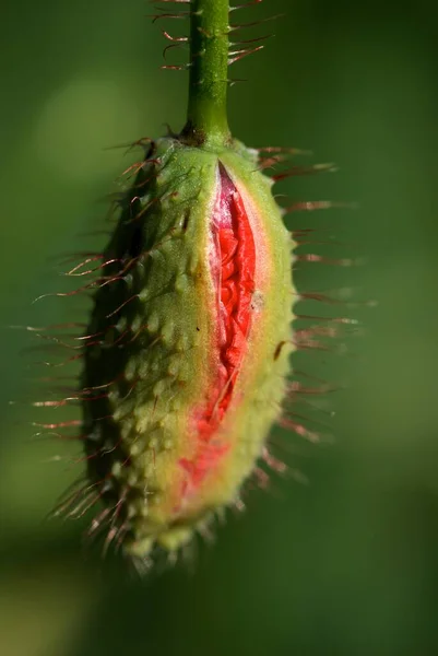 Heldere Rode Klaprozen Een Groene Zomerweide Rood Papaverveld Zomerweide — Stockfoto