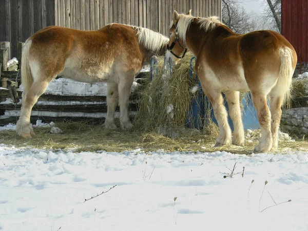 Dos Caballos Durante Invierno Granja — Foto de Stock