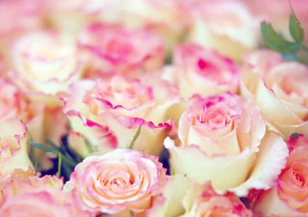粉红玫瑰为背景 复制空间 — 图库照片
