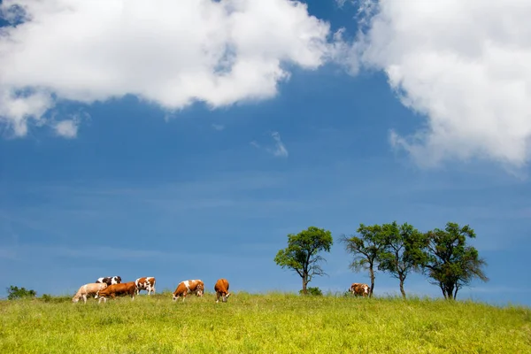 图林根有奶牛的夏季风景 — 图库照片