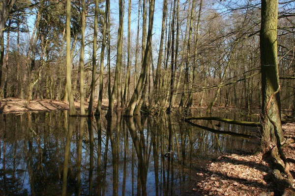 Árvores Água Que Estão Represado Por Castores Lagoa Início Primavera — Fotografia de Stock