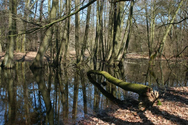 Água Árvores Uma Lagoa Represada Por Castores Início Primavera — Fotografia de Stock