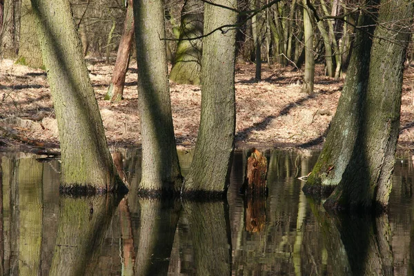 Árvores Água Uma Lagoa Represada Por Castores Início Primavera — Fotografia de Stock