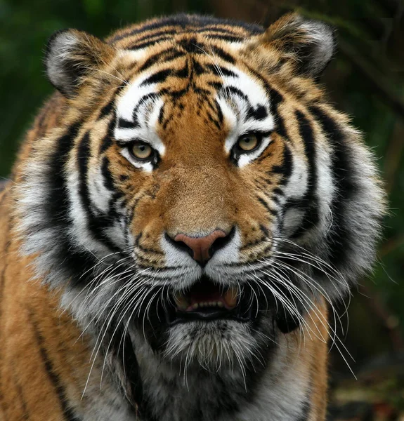 Csíkos Tigris Állat Ragadozó Vadmacska — Stock Fotó