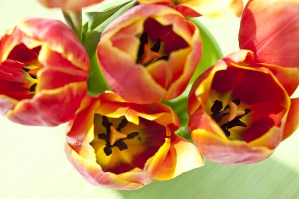 Fleurs Tulipes Printemps Flore — Photo
