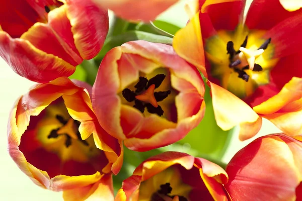 Frühling Schöne Frühling Tulpen Blumen Flora — Stockfoto