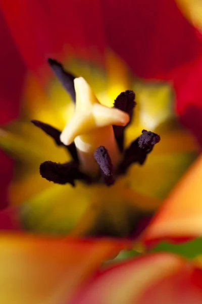 美しい春のチューリップの花植物 — ストック写真