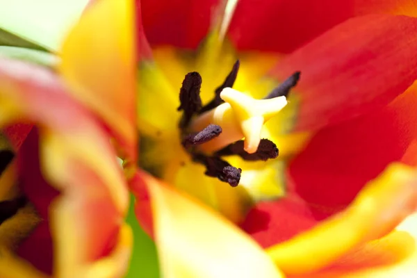 Fiori Tulipano Petali Flora Primaverile — Foto Stock