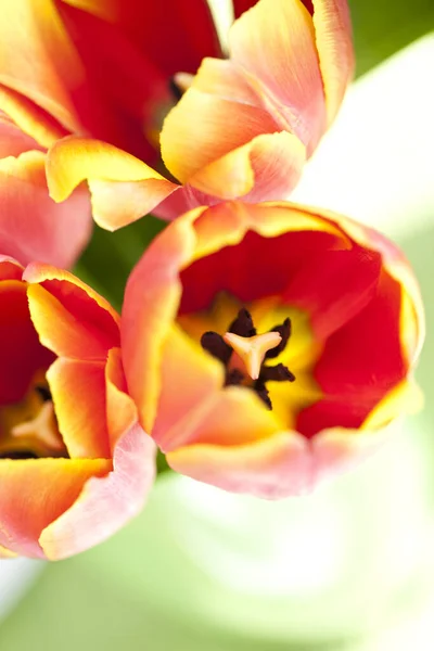 Spring Tulips Flowers Flora — Stock Photo, Image