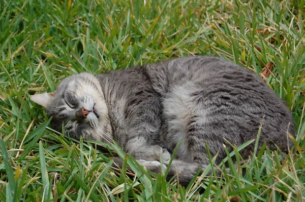 Porträtt Söt Katt — Stockfoto