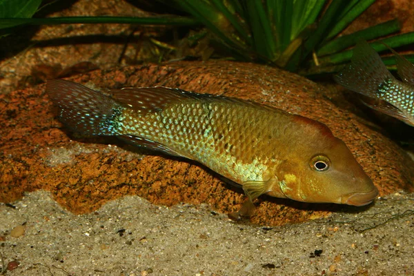 Rothaubenerdfresser Geophagus Steindachneri Männchen Aquarium — Stockfoto